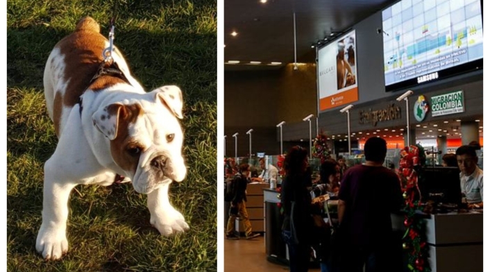 Bulldog Inglés robo Bulldog Inglés robo