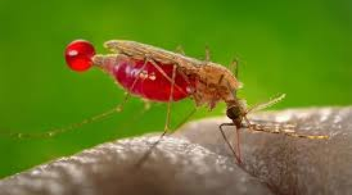 Malaria en el Catatumbo