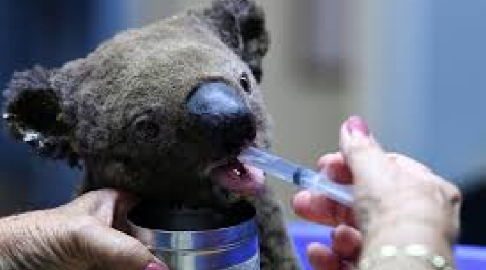 Los más de 200 focos de incendios forestales extinguieron al 50% de los koalas clave para su supervivencia.