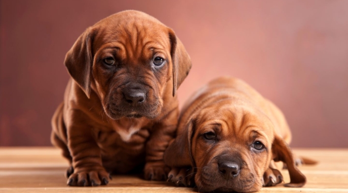 Perritos Perritos