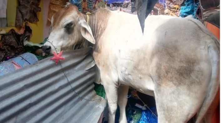Emergencia en una vivienda de Bucaramanga tras caer una vaca en el techo Emergencia en una vivienda de Bucaramanga tras caer una vaca en el techo