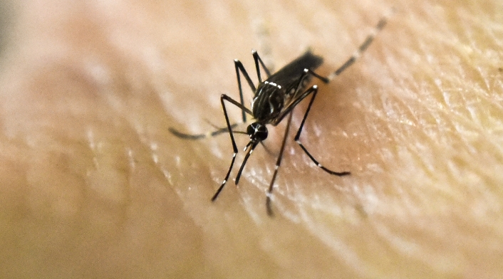 Mosquito que transmite el dengue.