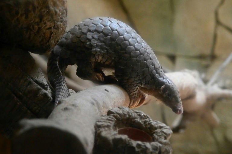 Pangolin animal que habría ayudado a la infección del Coronavirus
