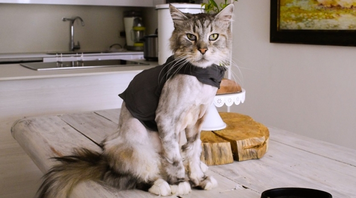 Gato con marcapasos Gato con marcapasos