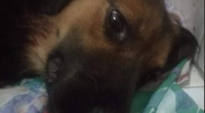 PERRO CRIOLLO