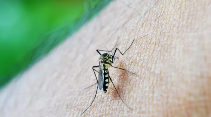 Mosquito Dengue