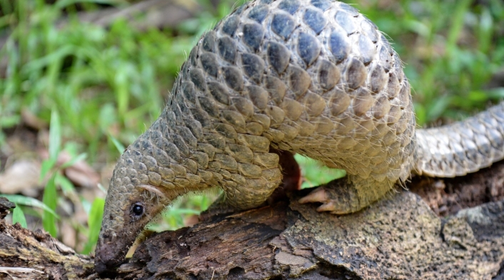 A este animal se le atribuye la transmisión de coronavirus