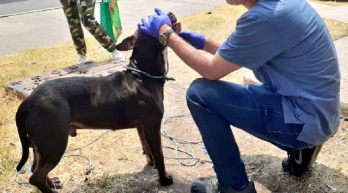 Lanzan un perro vivo desde un puente vehicular