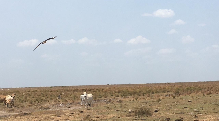 La Corporación Autónoma Regional de la Orinoquía (Corporinoquía) es clave para la protección ambiental. Sequía en los llanos orientales