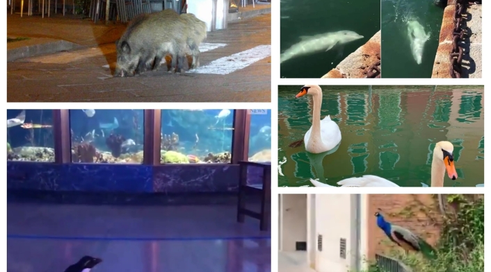 animales en las calles ante coronavirus