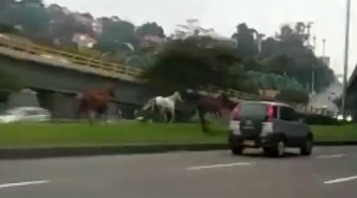 Caballos en la Av. Boyacá