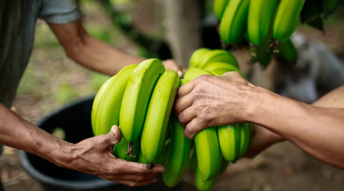 Cultivos de banano