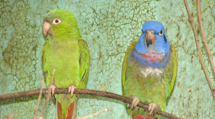 Loros