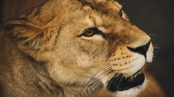 Animales en zoológico.