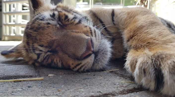 Tigre
