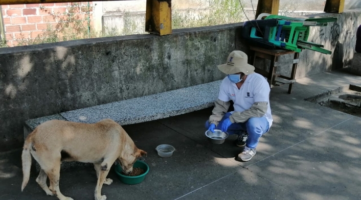 Entregan alimento a animales callejeros en Medellín.