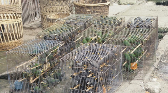 Tráfico de animales silvestres.