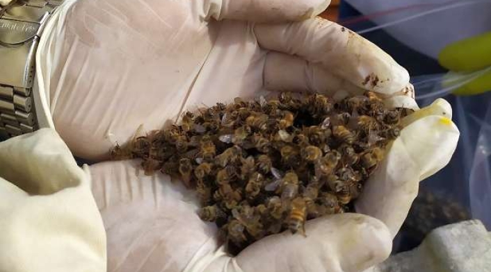 Preocupación en el Quindío por nuevos casos de mortandad de abejas