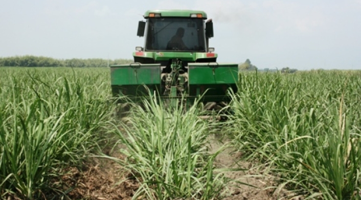 Cultivo de caña de azúcar