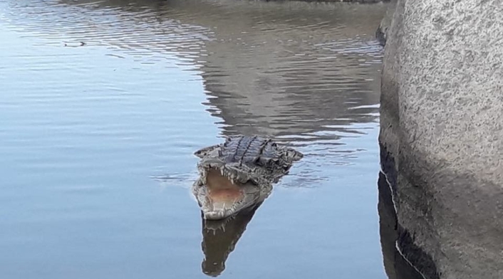Caimán Aguja en Parque Tayrona.