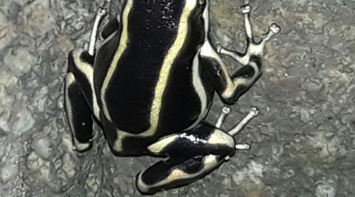 Una de las especies de rana más pequeñas en Colombia.