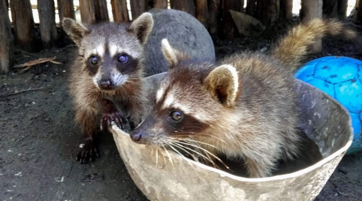Mapache- zorra.