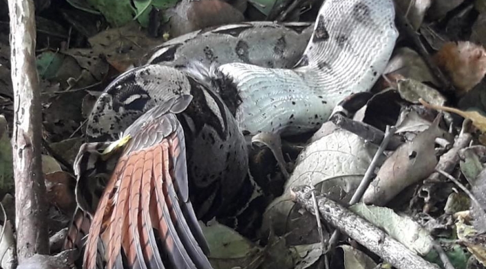 Boa constrictor (se está alimentando)
