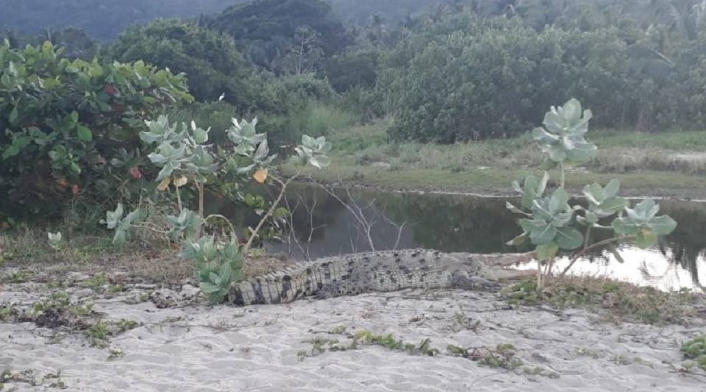 Caimán aguja en Parque Tayrona.