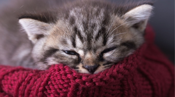 Gato Gato