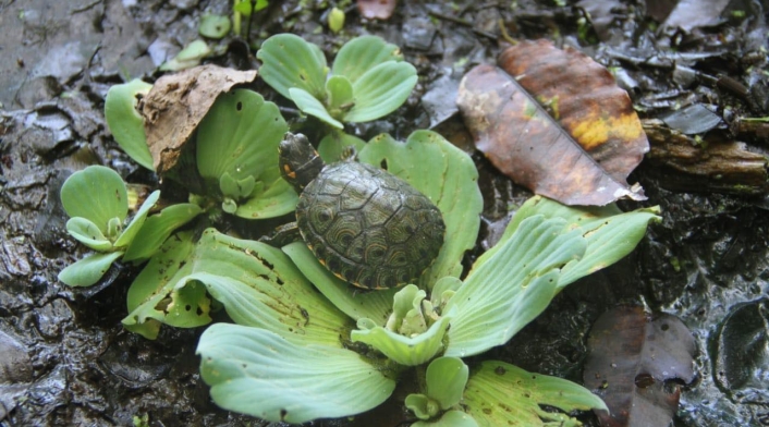 Tortuga hicotea.