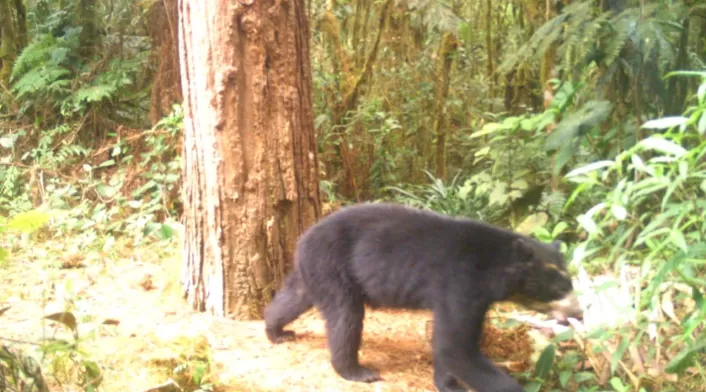 Osos Huila