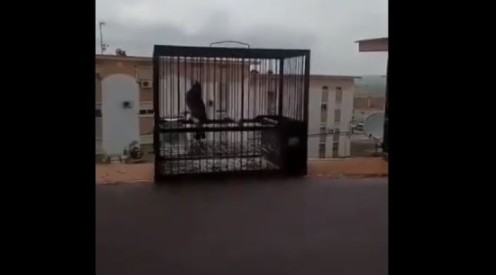 Liberación de pájaros Liberación de pájaros