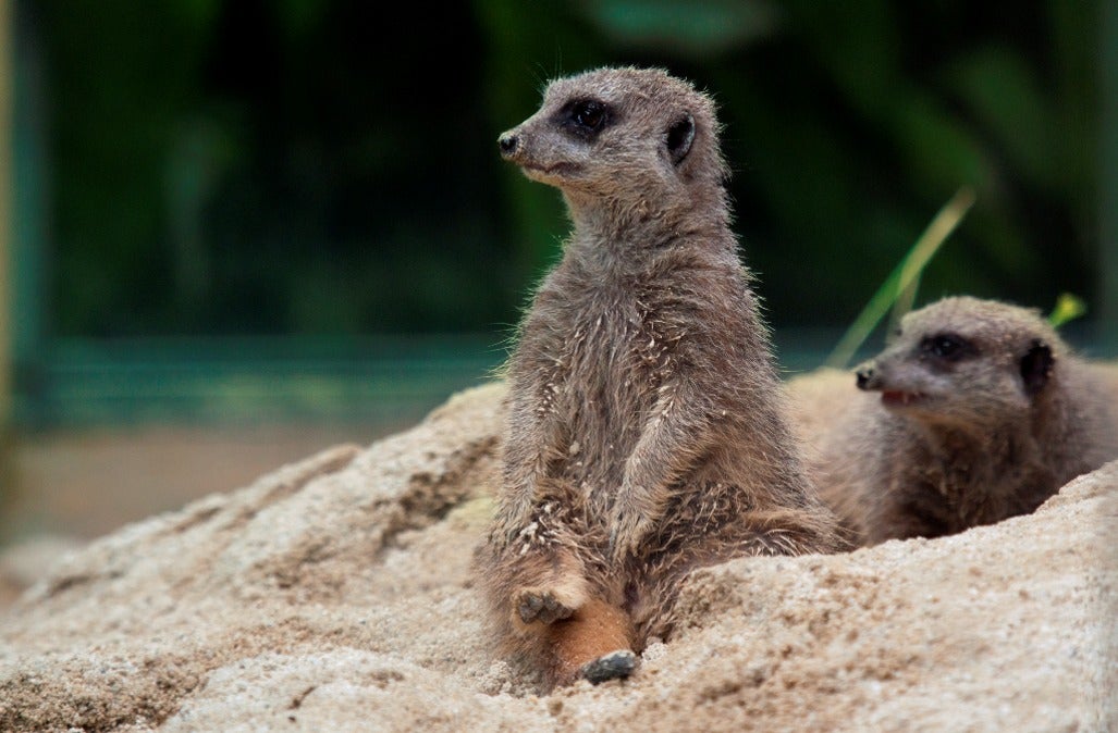 Especie del Zoológico de Barranquilla