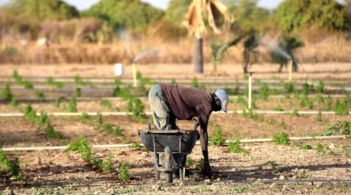 Artemisia, el remedio natural de Madagascar