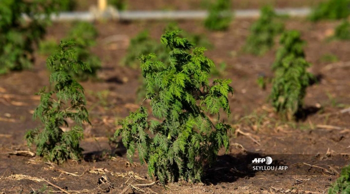 En 2012, la OMS declaró que la artemisia podría usarse en una terapia combinada "con un medicamento antipalúdico eficaz" para tratar una malaria leve.