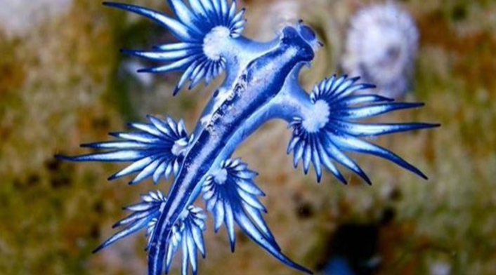 Dragón azul
