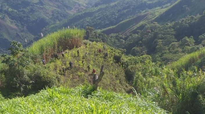 Erradicación de cultivos ilícitos en Campamento, Antioquia.