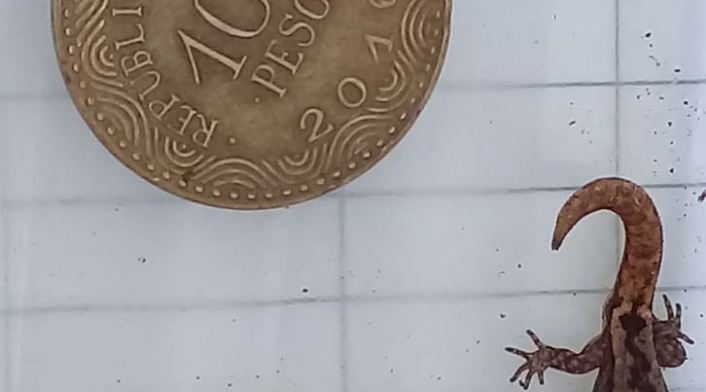Lagarto más pequeño del mundo.
