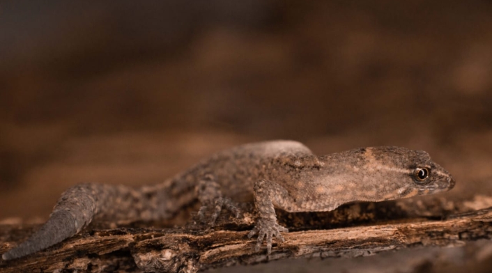 Lagarto más pequeño del mundo.