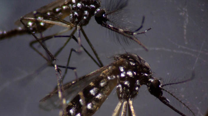 Mosquito tigre