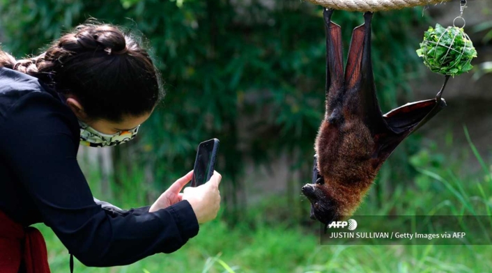 Estos oscuros mamíferos han vuelto a estar a la venta en los mercados de animales salvajes de la isla indonesia de Célebes.