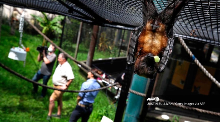 Las autoridades chinas prohibieron a finales de febrero el consumo de animales salvajes de forma temporal.