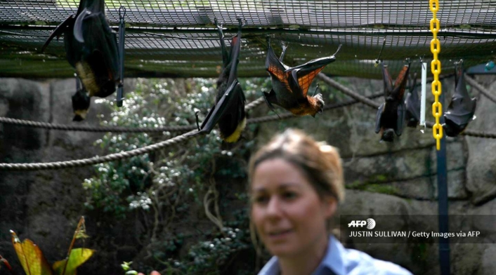 En Indonesia, el Gobierno prohíbe la caza y consumo de animales salvajes protegidos, pero no regula la venta de otro tipo de especies silvestres en mercados como el de Tomohon.