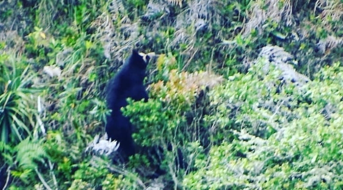 Osos Andinos en Nariño Osos Andinos en Nariño