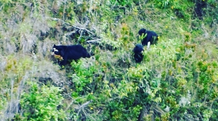 Osos Andinos en Nariño Osos Andinos en Nariño