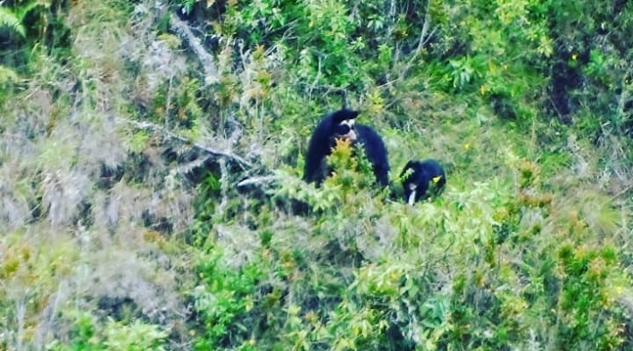Osos Andinos en Nariño Osos Andinos en Nariño