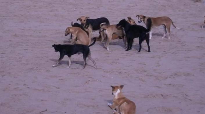 Perros callejeros en Aremasain-La Guajira