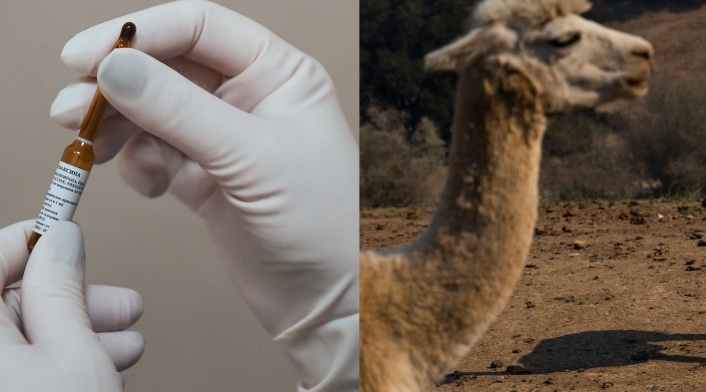 Científicos experimentan vacuna a Alpacas Científicos experimentan vacuna a Alpacas