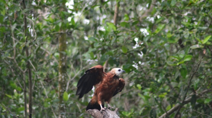 Fauna Silvestre