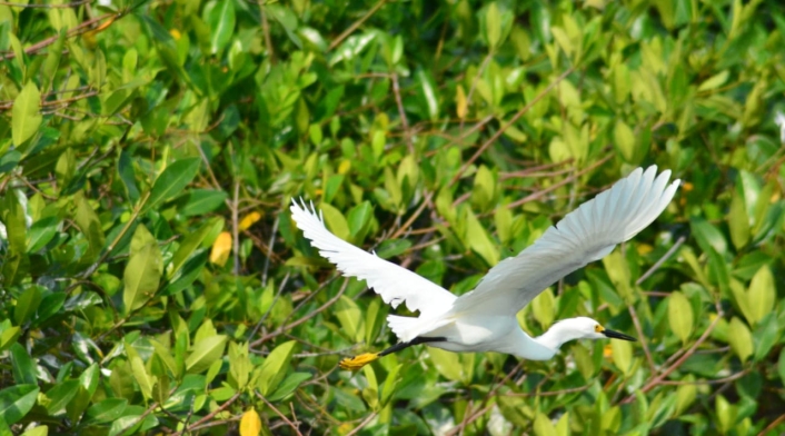 Fauna Silvestre